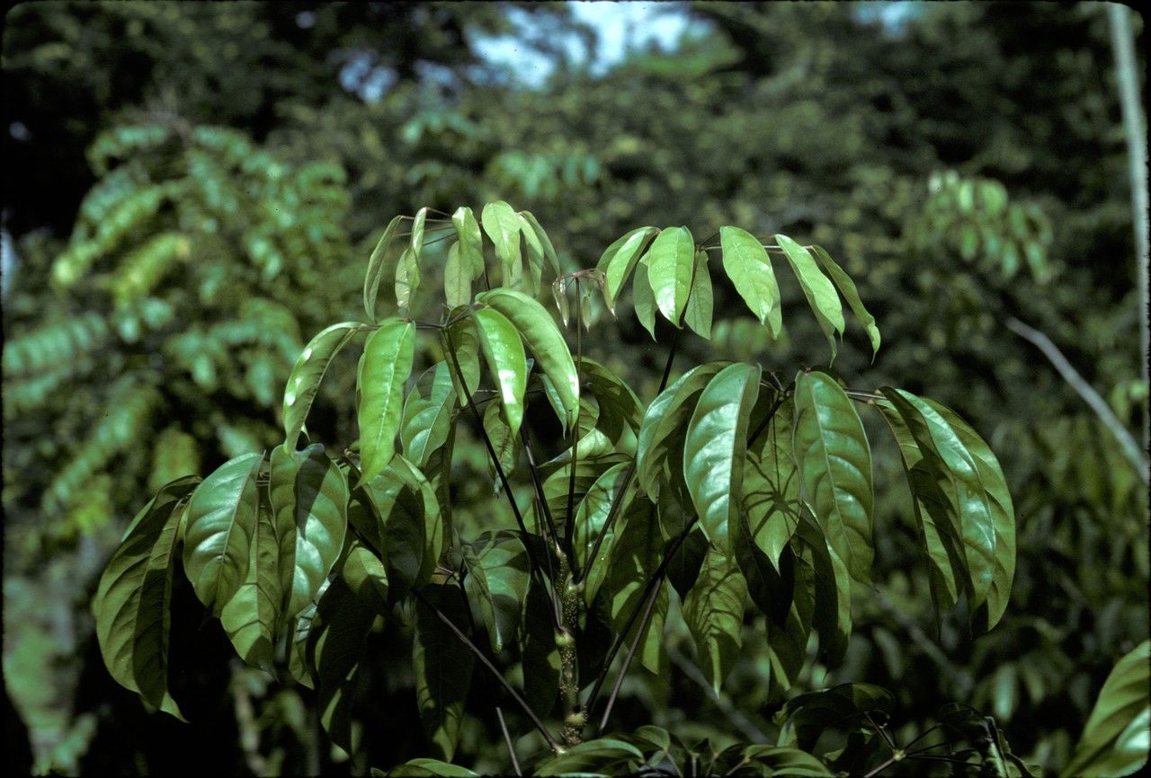 Heptapleurum polybotryum — search result for 'Heptapleurum'