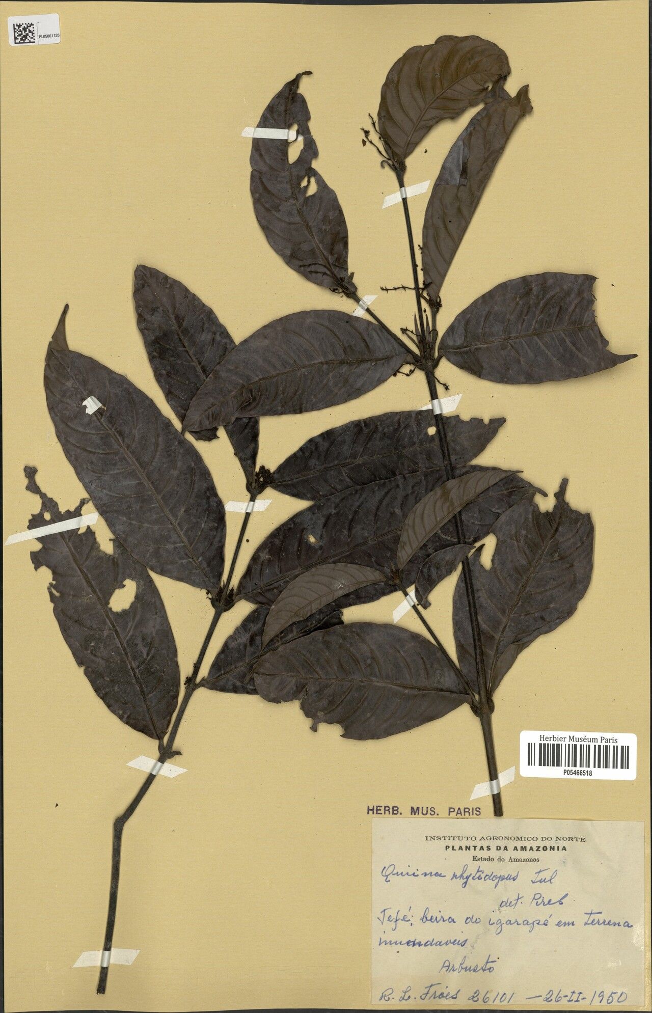 Quiina rhytidopus leaf