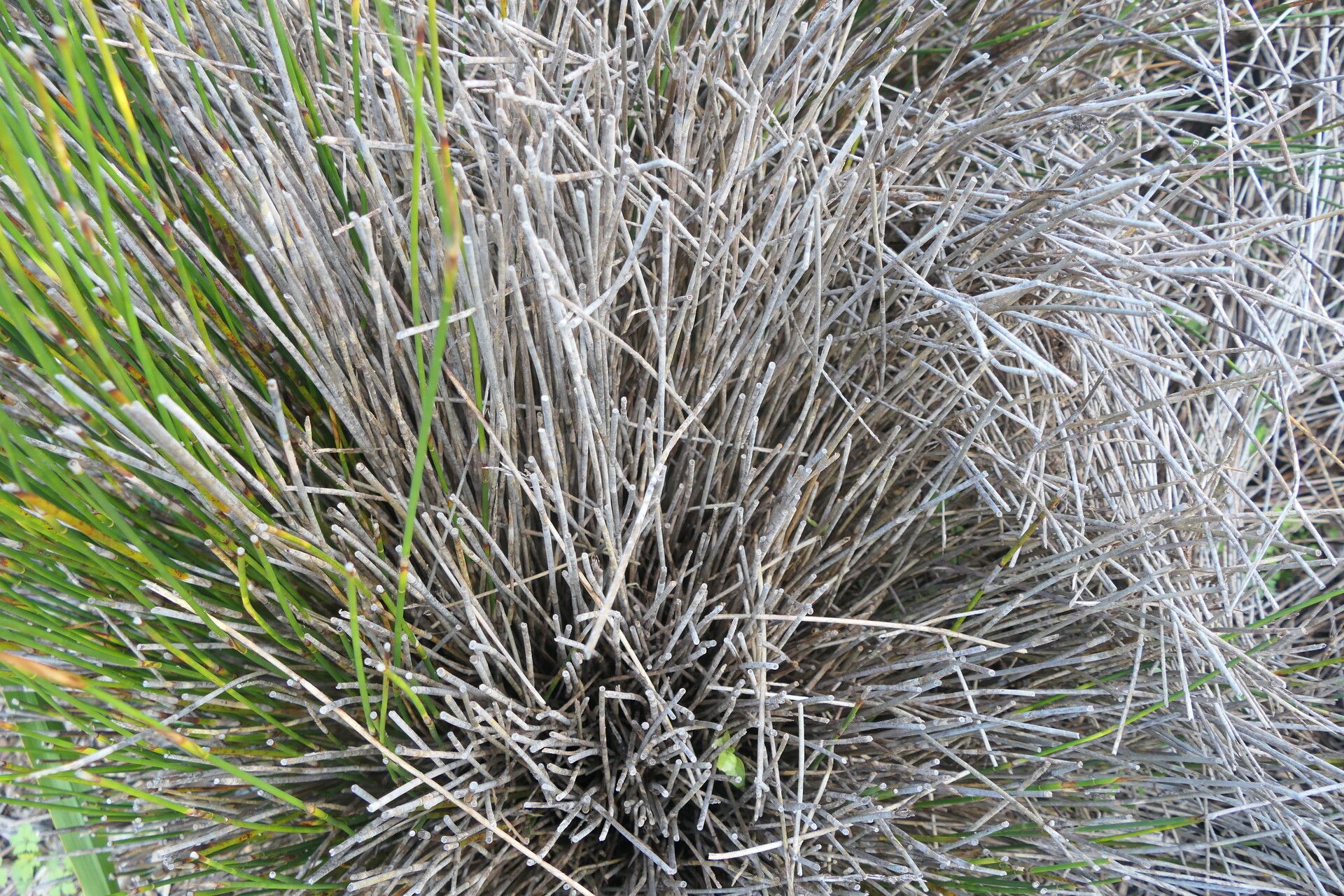 Thamnochortus bachmannii bark