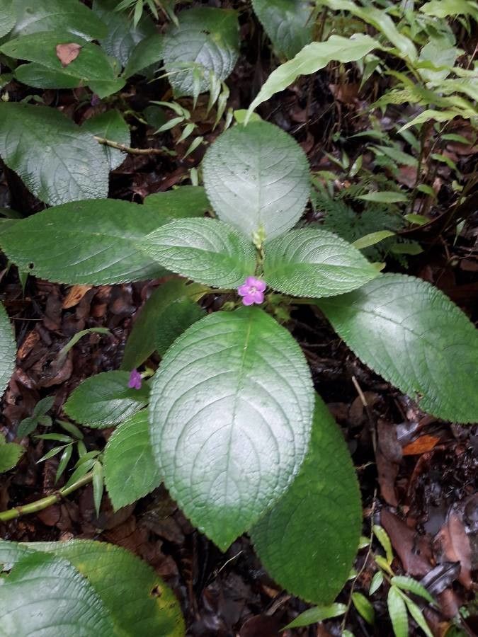 Nautilocalyx melittifolius — search result for 'Gesneriaceae'
