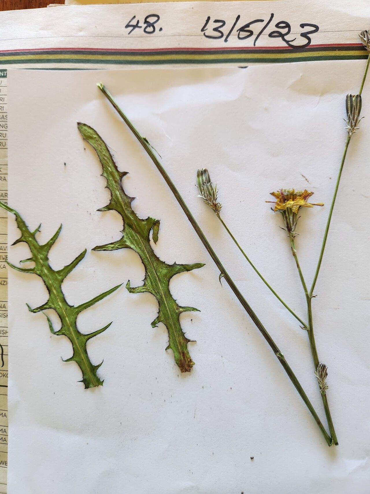 Launaea petitiana — houseplant care guide