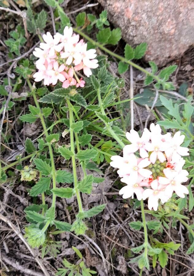 Glandularia platensis flower