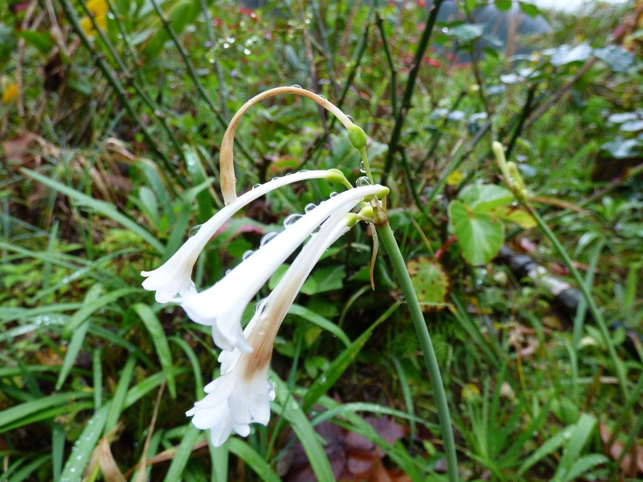 Cyrtanthus mackenii flower