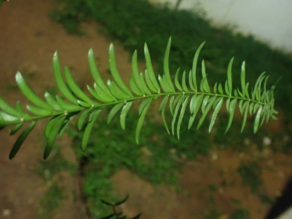 Asparagus drepanophyllus — houseplant care guide