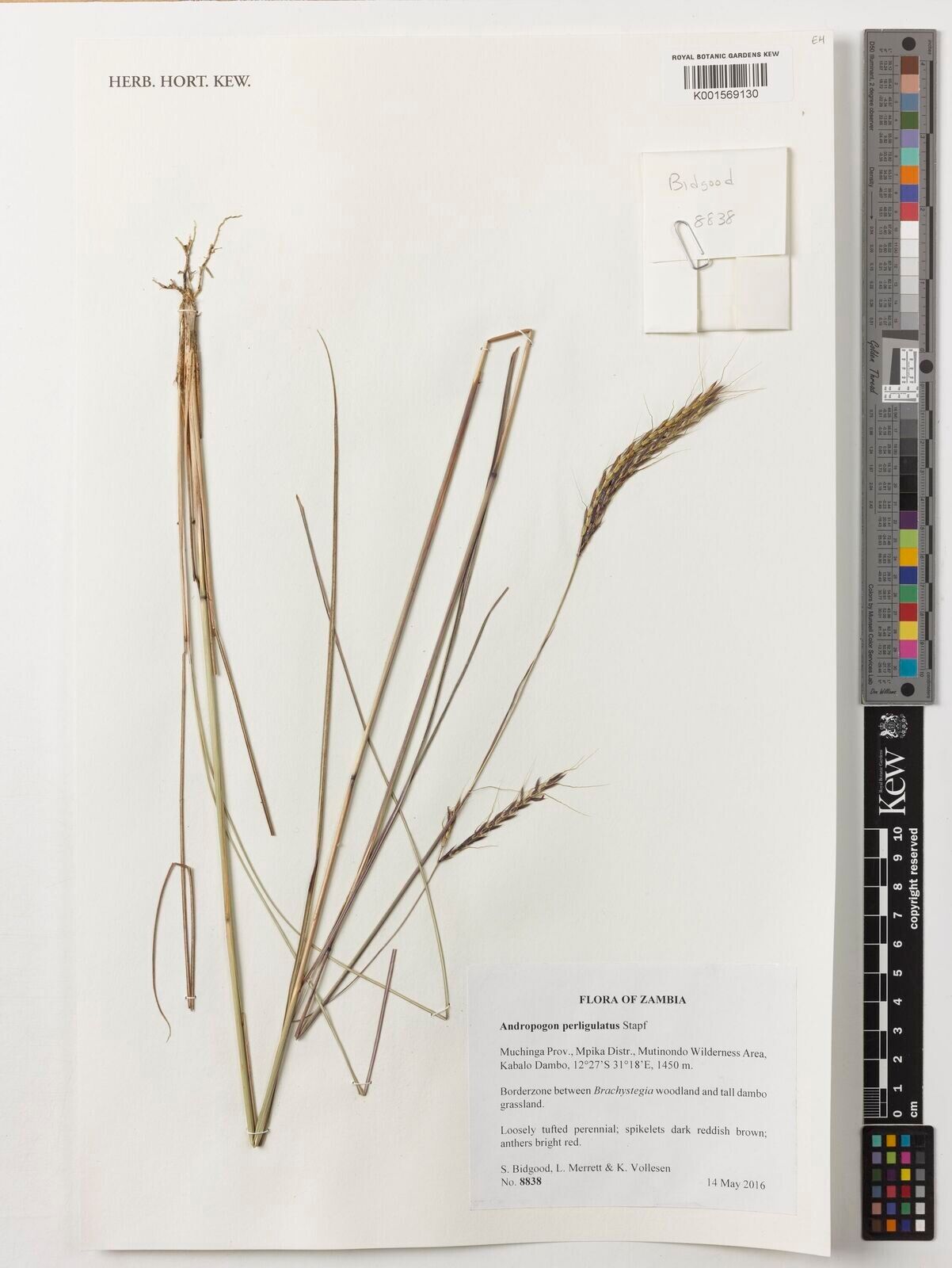 Andropogon perligulatus — search result for 'Andropogon'