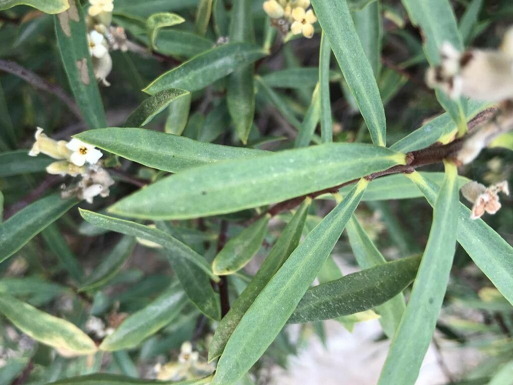 Daphne mucronata leaf