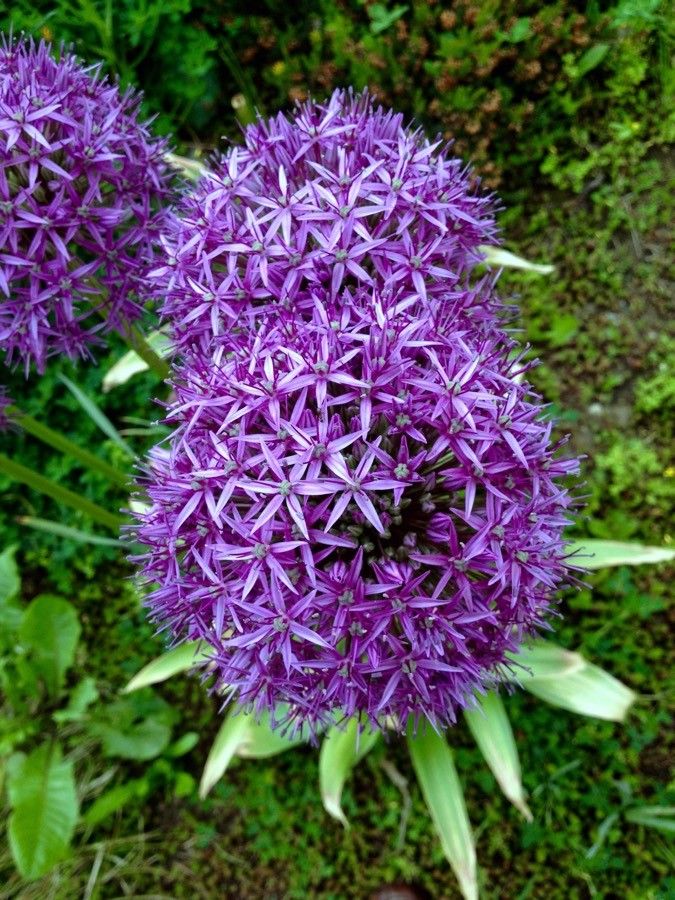 Allium giganteum flower