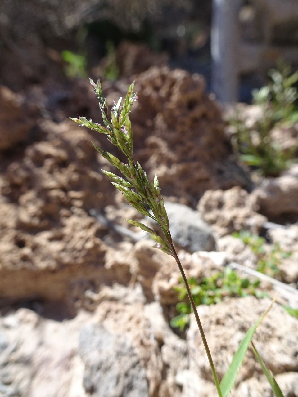 Eragrostis pectinacea flower