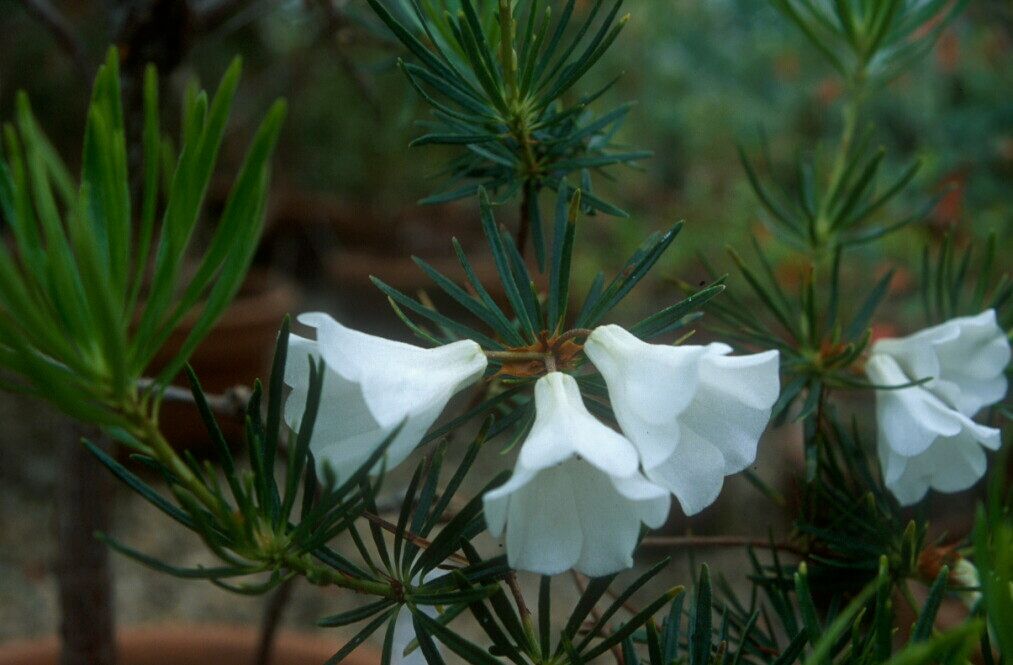 Rhododendron taxifolium leaf