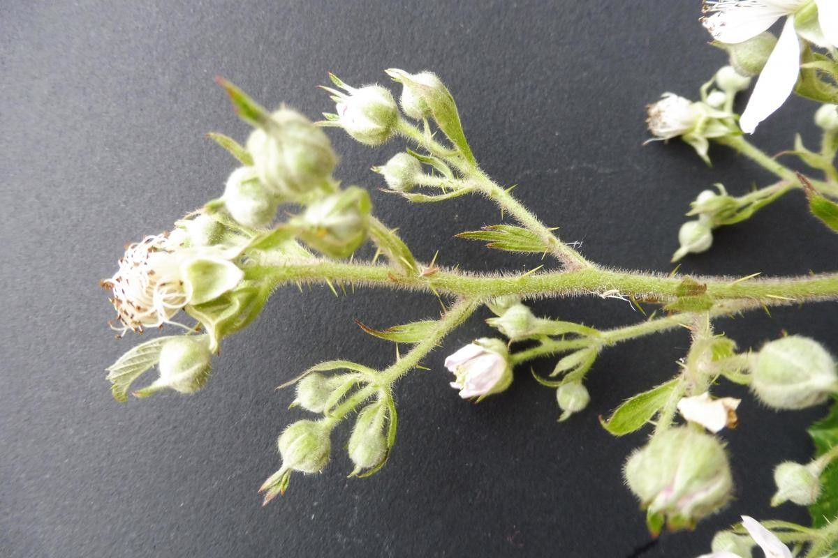 Rubus leightonii flower