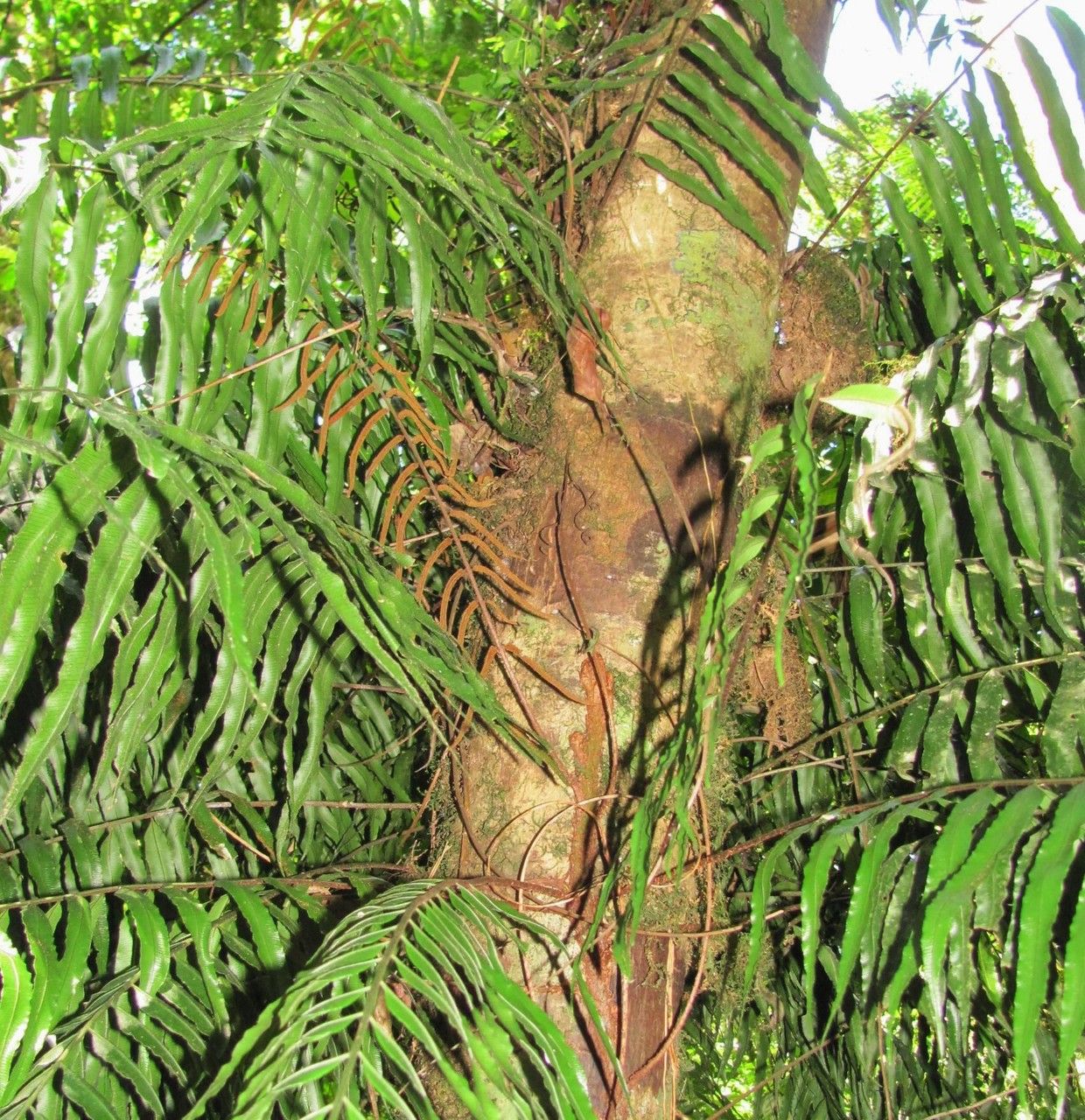 Lomariopsis maxonii habit