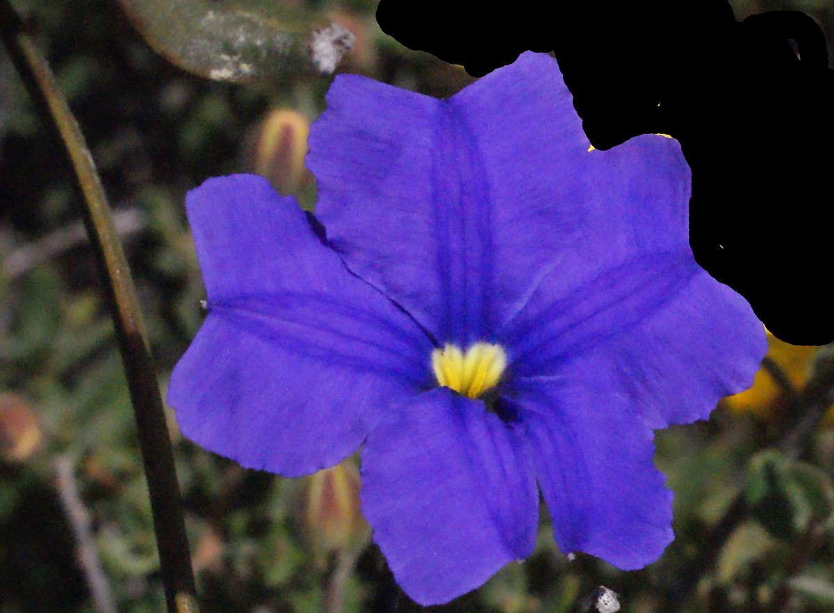 Dampiera lindleyi flower