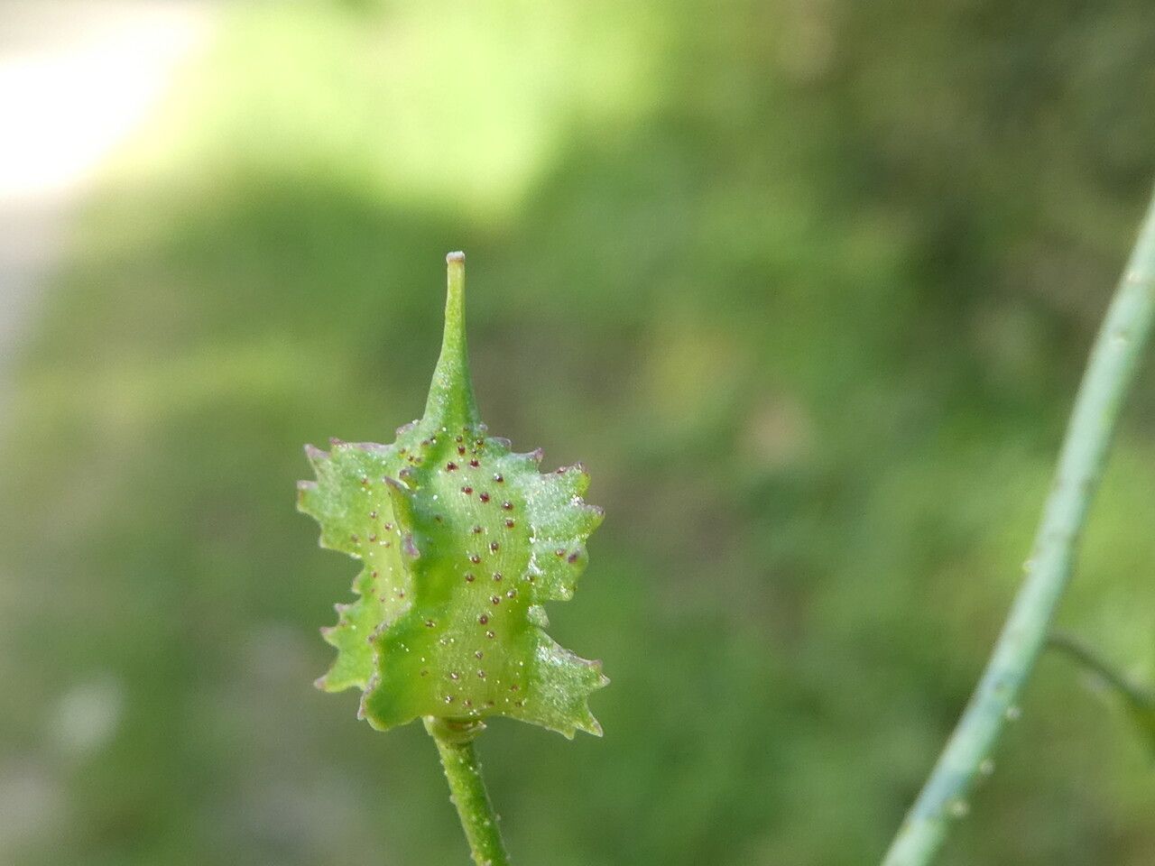 Bunias erucago fruit