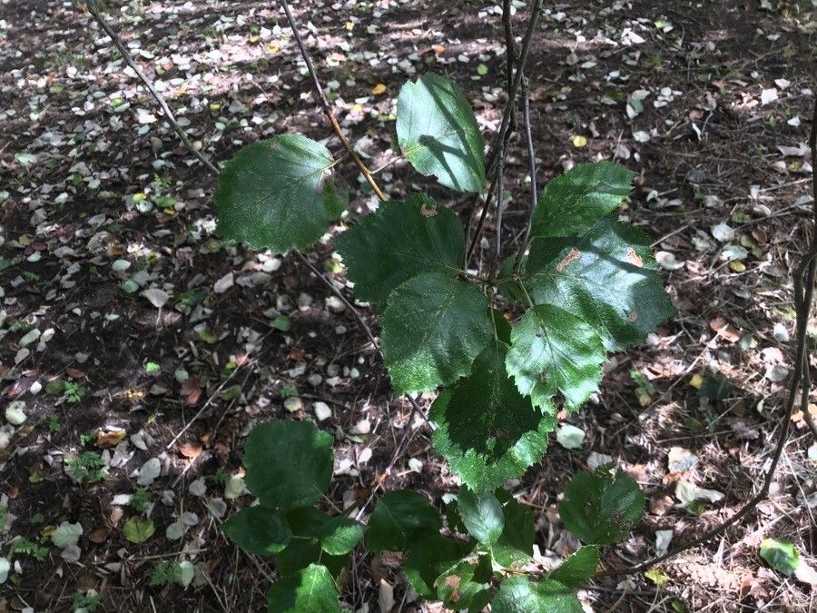 Sorbus devoniensis leaf