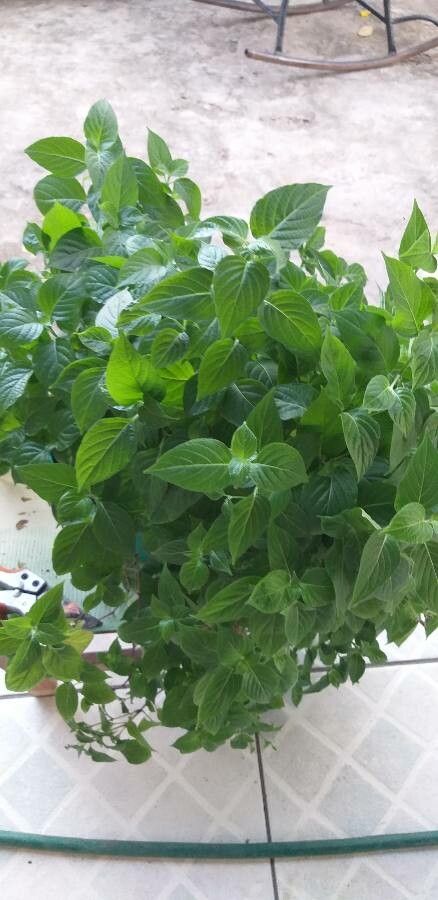 Barleria cristata leaf