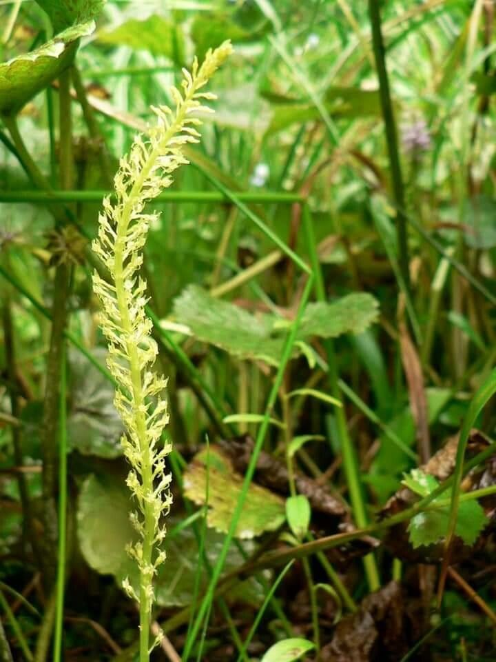 Malaxis monophyllos flower