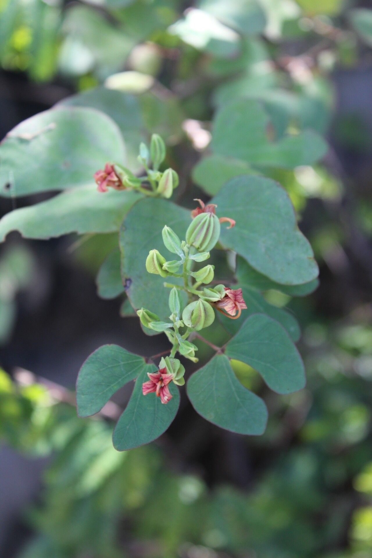 Bauhinia capuronii — houseplant care guide