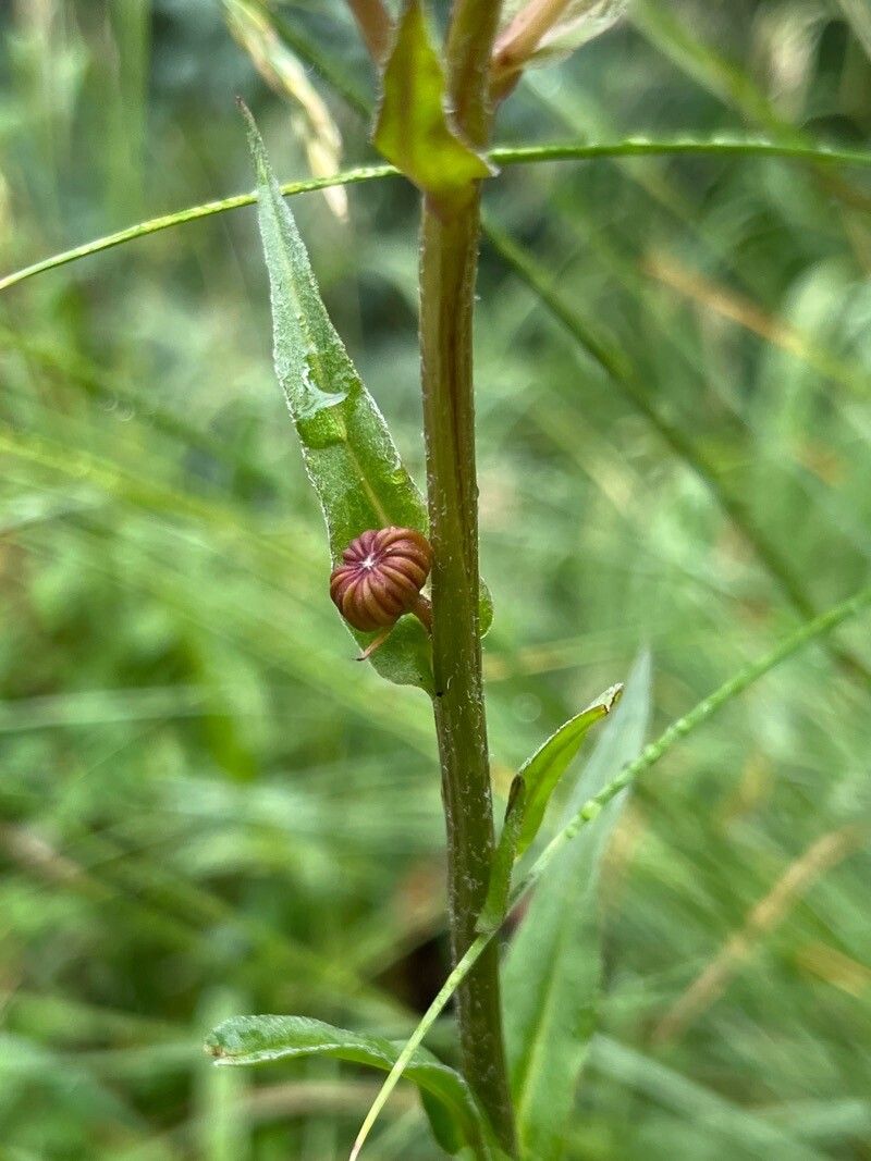 Senecio bigelovii bark