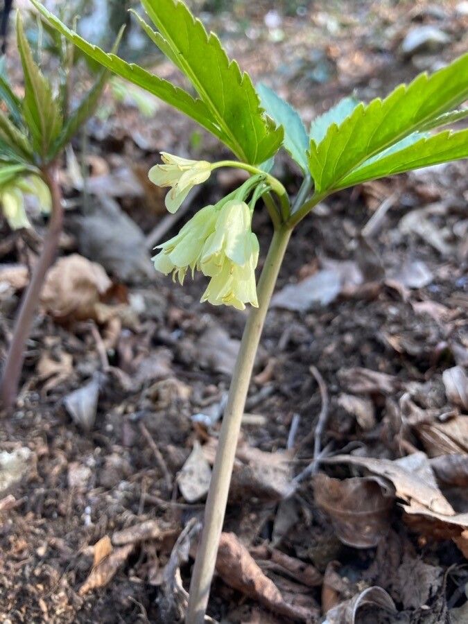 Cardamine enneaphyllos flower