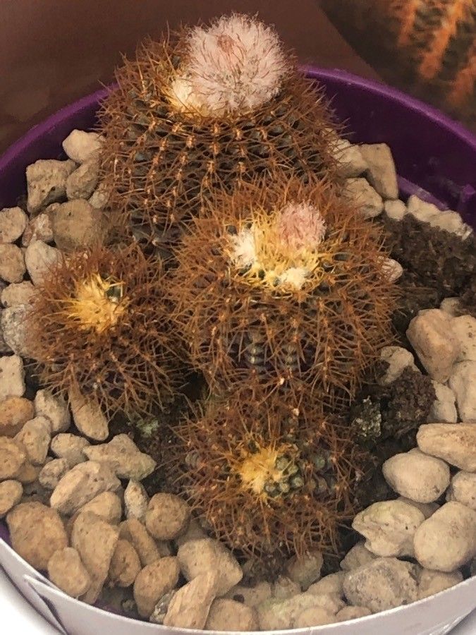 Frailea mammifera — houseplant care guide