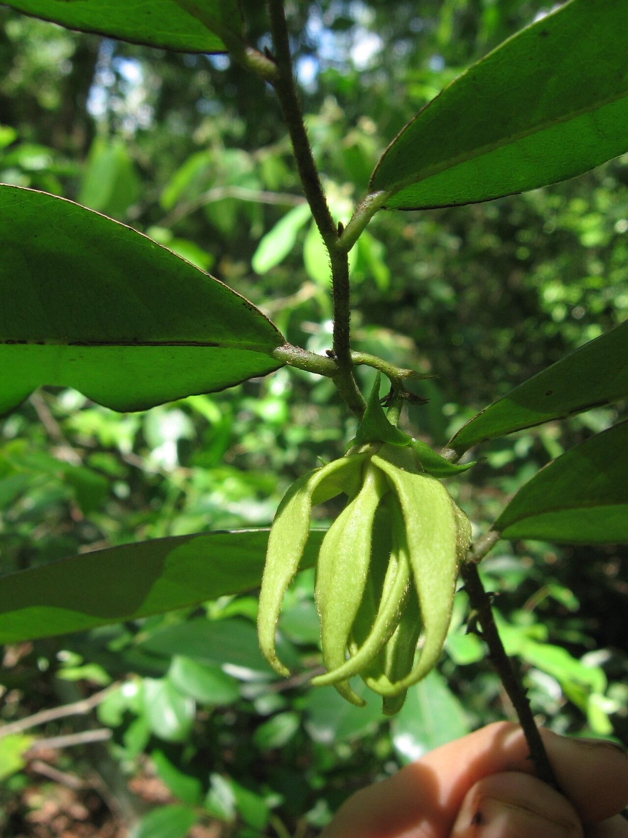 Artabotrys modestus flower