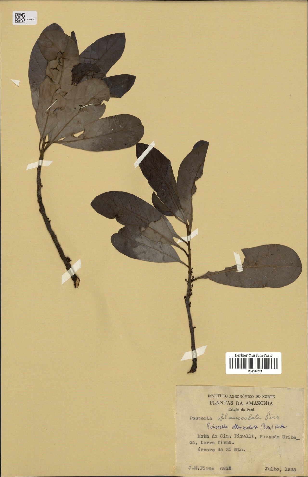 Pouteria oblanceolata leaf