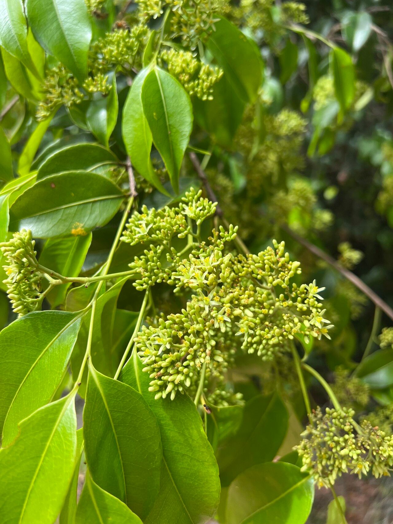 Sacoglottis mattogrossensis flower