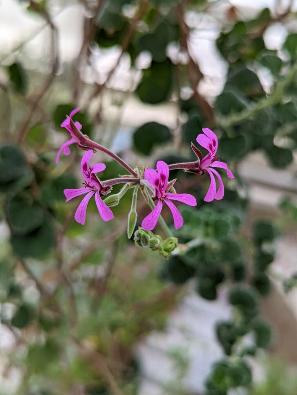 Pelargonium reniforme flower