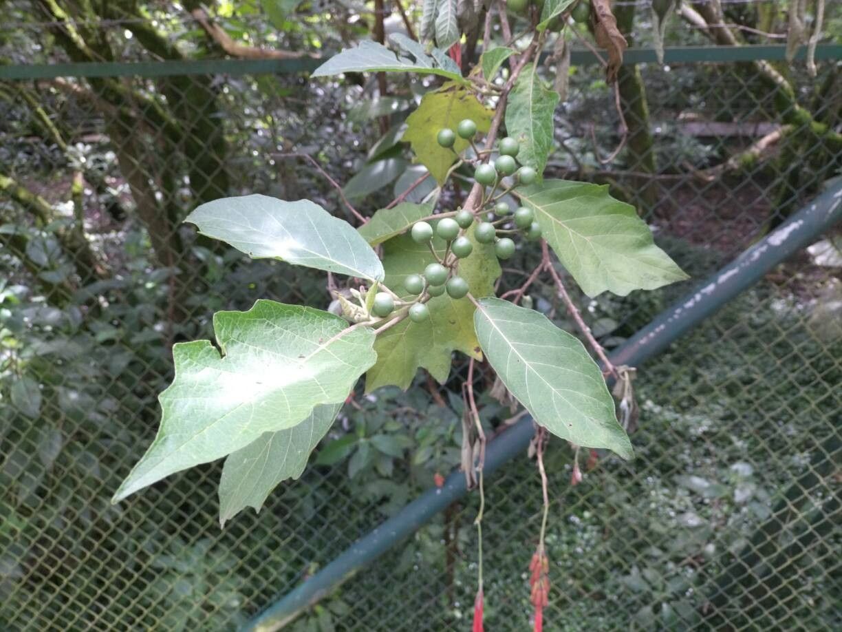 Solanum stellatiglandulosum — houseplant care guide