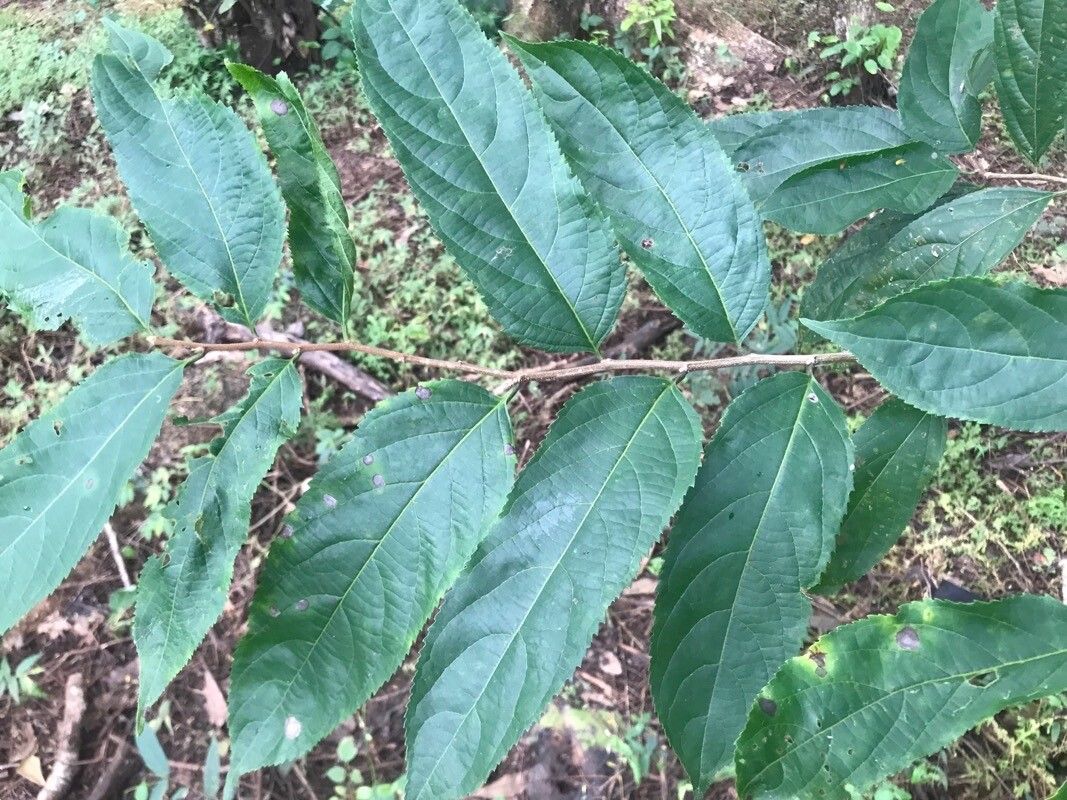 Casearia arguta leaf