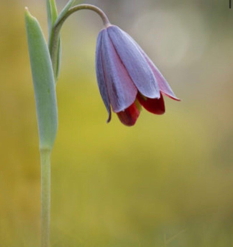 Fritillaria kurdica flower