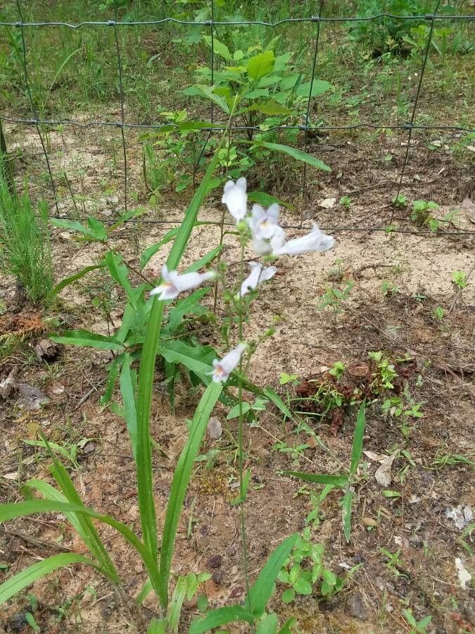 Penstemon laxiflorus flower