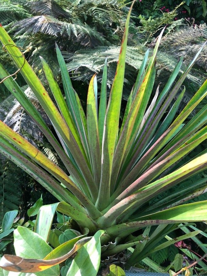 Werauhia ororiensis habit