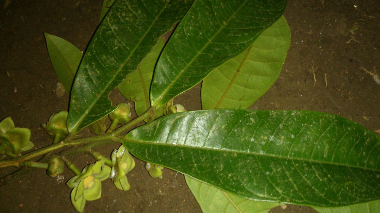 Guatteria aeruginosa leaf