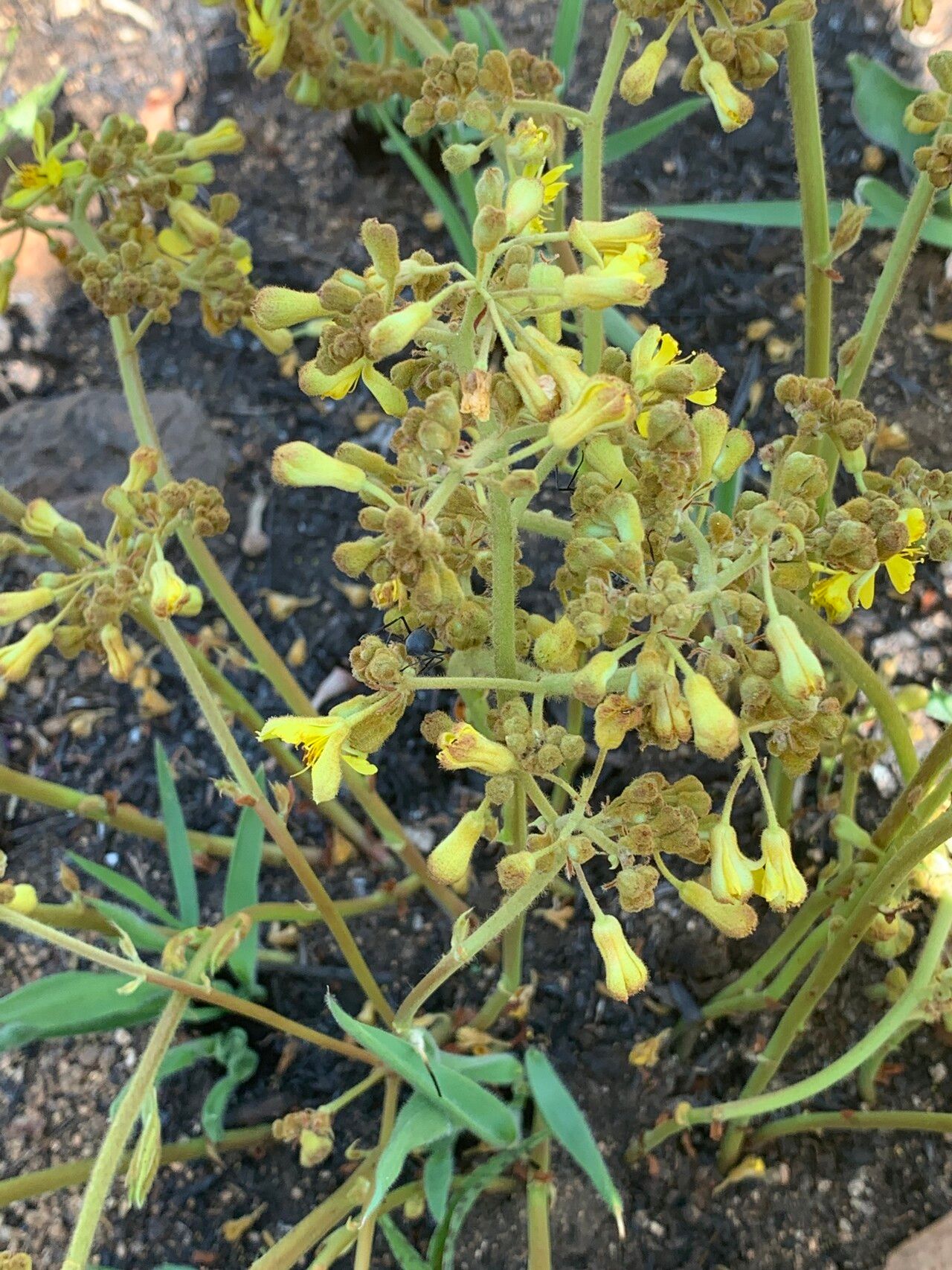 Triumfetta welwitschii — houseplant care guide