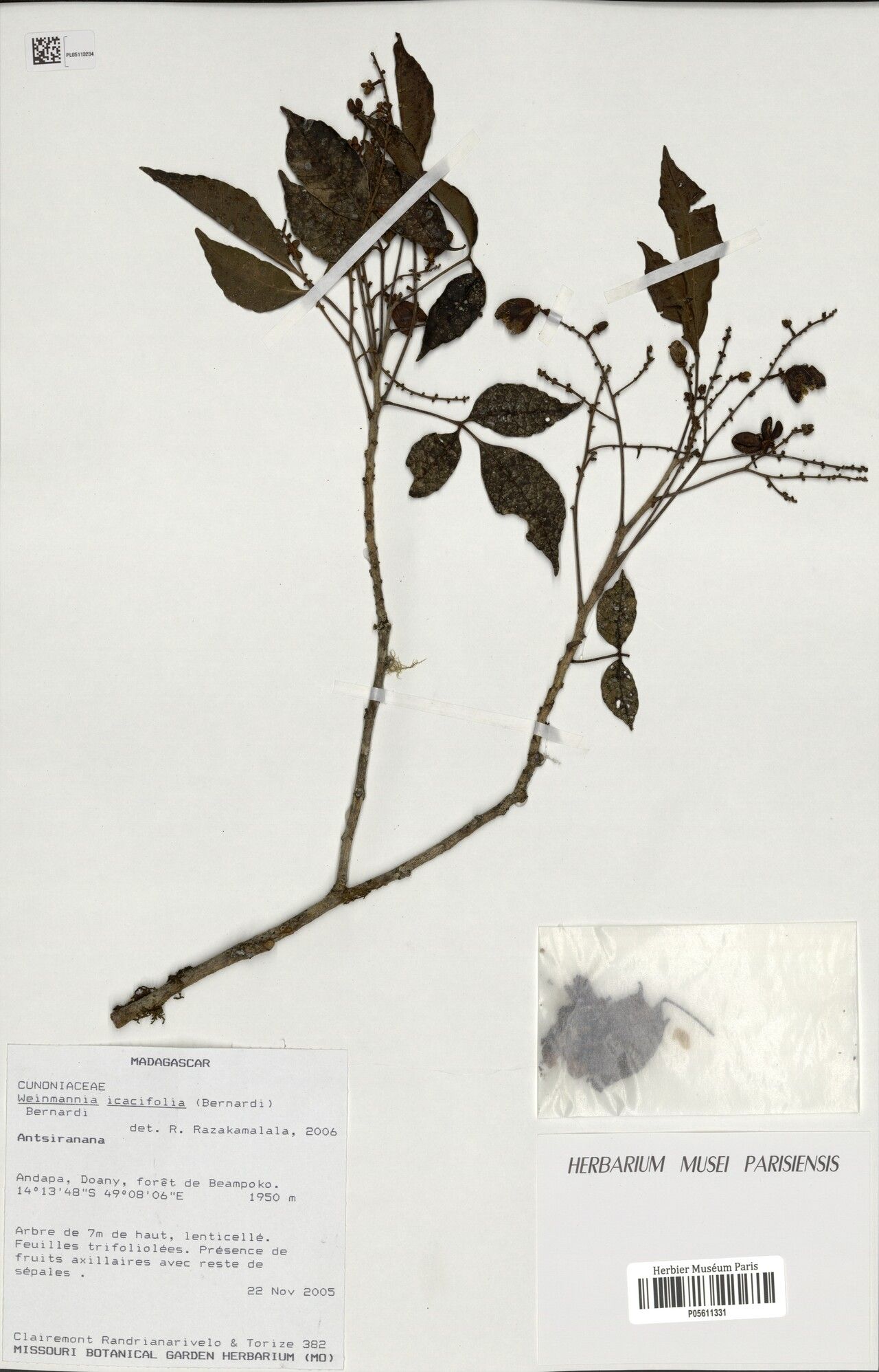 Pterophylla icacifolia — houseplant care guide