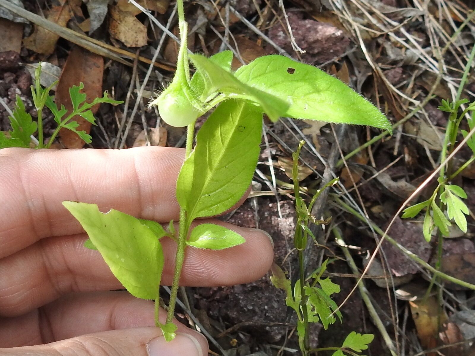 Solanum deflexum habit