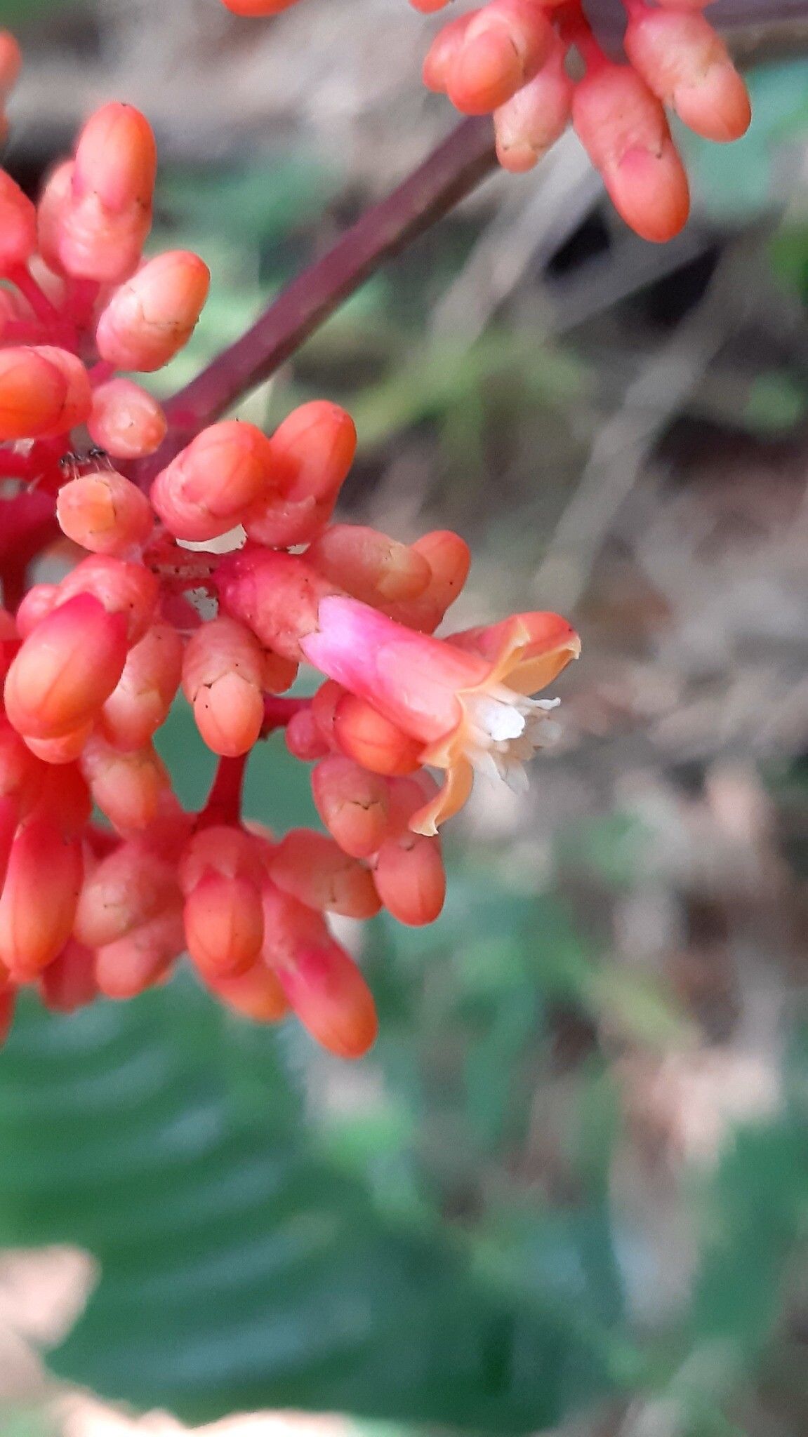Leea tinctoria flower