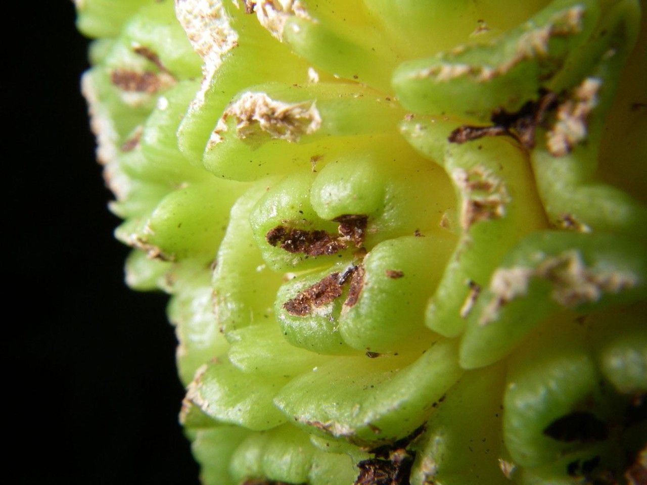 Asplundia ferruginea fruit