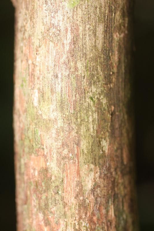 Duroia longiflora bark