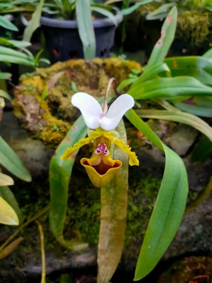 Paphiopedilum spicerianum flower