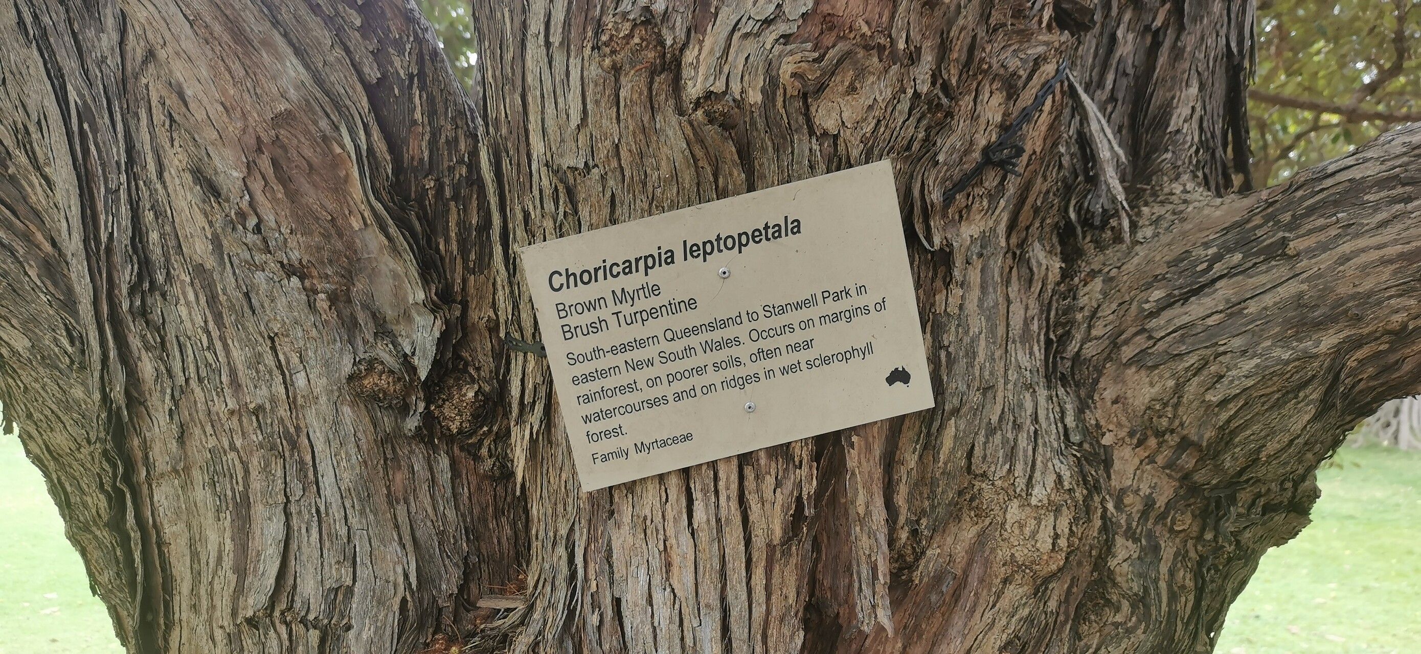 Backhousia leptopetala habit