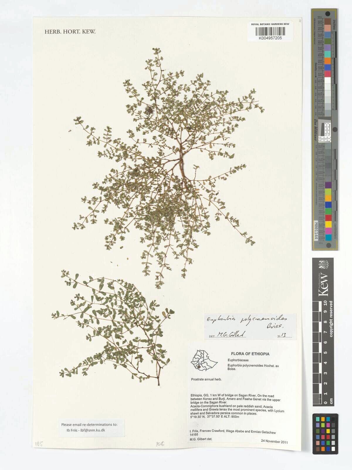 Euphorbia polycnemoides — houseplant care guide