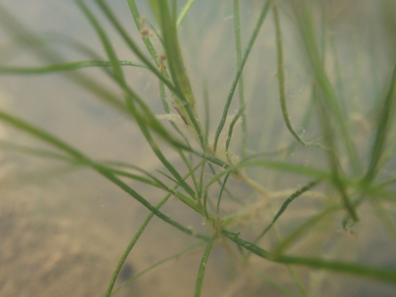 Zannichellia palustris — houseplant care guide