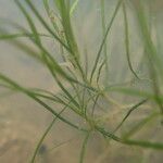 Zannichellia palustris