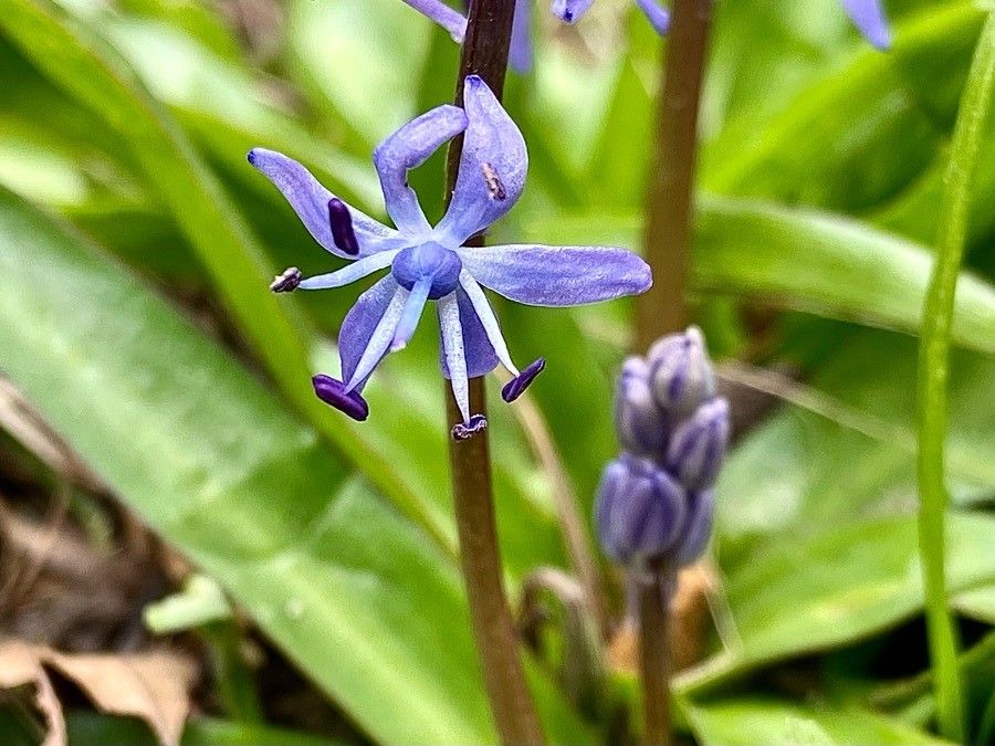 Scilla lilio-hyacinthus flower