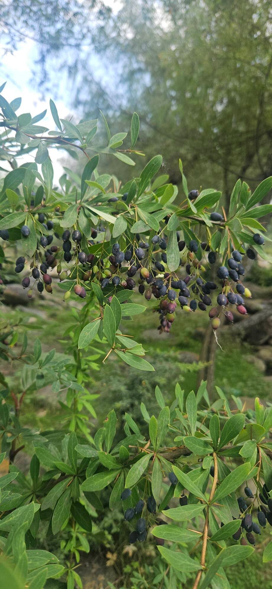 Berberis lycium fruit