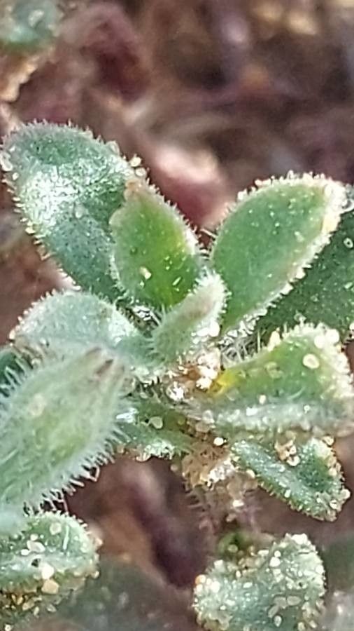 Silene succulenta — search result for 'Silene'