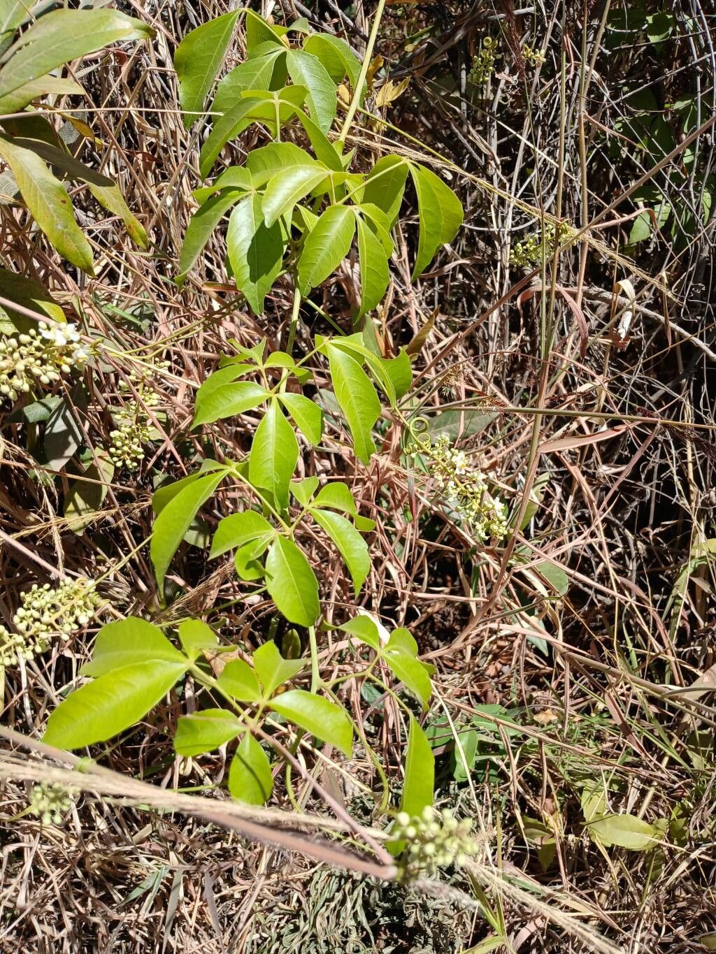 Serjania lethalis — houseplant care guide