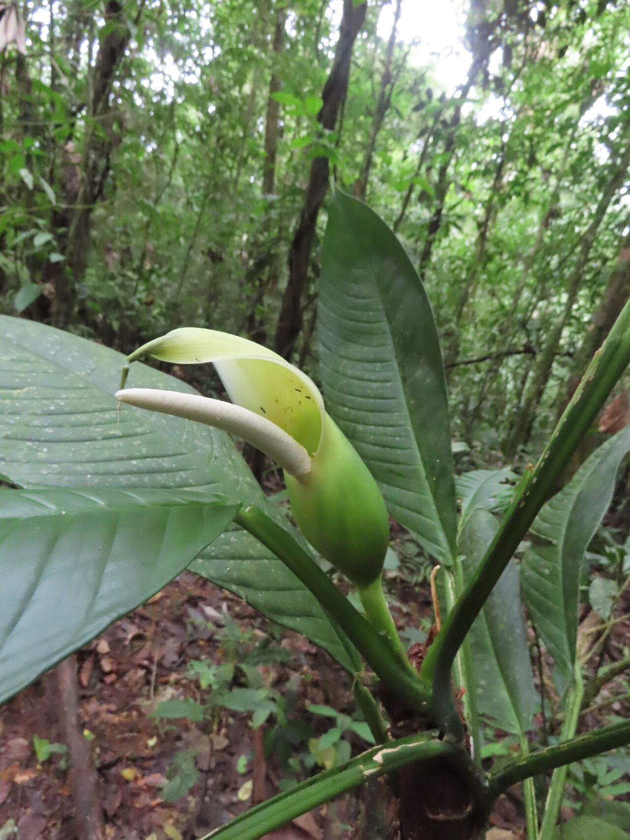 Philodendron rhodoaxis flower